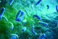 Nuevos datos relacionan las bacterias intestinales con las enfermedades neurodegenerativas