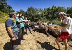Palencia busca formulas para la incorporación de jóvenes al sector primario