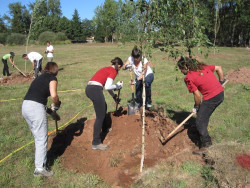 Pesquera acoge el s&aacute;bado una jornada de plantaci&oacute;n de bosque aut&oacute;ctono