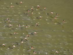 Picos de Europa, Do&ntilde;ana o Villaf&aacute;fila (Zamora), mejores lugares donde observar aves en primavera seg&uacute;n SEO/BirdLife