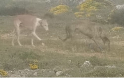 Pillan a un vecino de Tudela (Navarra) cazando en Soria de forma ilegal y en su huida abandona a sus perros