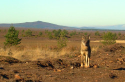 Planas, sobre relajar reglas de protecci&oacute;n del lobo en la UE: "Espa&ntilde;a dispone de mecanismos de flexibilidad"