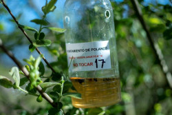 Polanco instala 85 trampas para luchar contra la avispa asi&aacute;tica