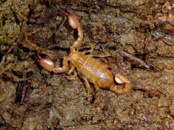 Prote&iacute;nas  del escorpi&oacute;n mejoran potencialmente la seguridad del tratamiento de la artritis