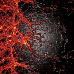 Realizan un descubrimiento prometedor para pacientes con retinopat&iacute;a diab&eacute;tica