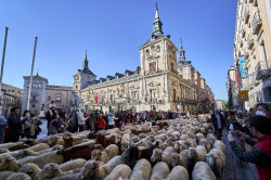 Reba&ntilde;os de ovejas y cabras volver&aacute;n a tomar este domingo el coraz&oacute;n de Madrid en la Fiesta de la Trashumancia