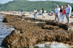 Recogidas más de 1.600 toneladas de algas asiáticas en las playas de Noja en tres días