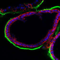 Recrean el entorno de la fecundaci&oacute;n con un modelo experimental en 3D para mejorar las t&eacute;cnicas de reproducci&oacute;n asistida
