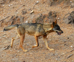 Recurren los m&eacute;todos para las eluminaciones de lobos en Cantabria por "indecentes e ilegales"