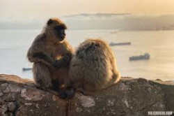 Reino Unido mantiene la soberan&iacute;a sobre Gibraltar en esta ocasi&oacute;n, avalado  por la UE