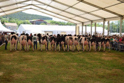 Renedo de Piélagos inicia las Fiestas de San Antonio, que contarán con un concierto de El Arrebato