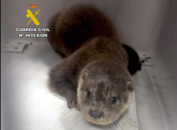 Rescatada una nutria que se encontraba en las vías del tren próximas al Puerto de Santander