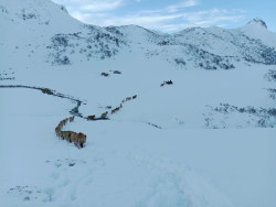 Rescatan un reba&ntilde;o de 20 vacas que se hab&iacute;a perdido en la nieve a 2.000 metros de altitud en Somiedo