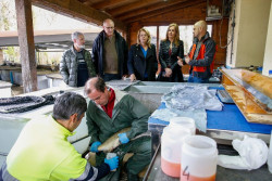 Rural repobló el pasado año las cuencas de los ríos con 342.587 alevines de salmón