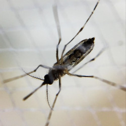 Sanidad avisa de la aparici&oacute;n del dengue* en Ibiza 