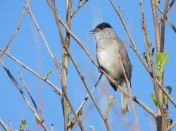 Santander cuenta con una nueva guía para conocer las 113 aves comunes de la ciudad