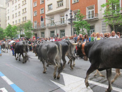 Santander se prepara para celebrar este sábado La Pasá con el desfile de 800 reses y un mercado de productos