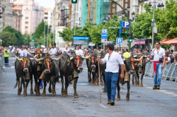  Santander se vuelca con La Pasá en su regreso a la capital una década después