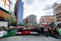 Se concentran en Madrid para exigir al Gobierno que frene la caza del lobo ib&eacute;rico en toda Espa&ntilde;a
