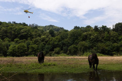 Se mantienen seis incendios forestales en Asturias, con el fuego de Nava ya controlado