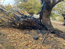 SEO lamenta la pérdida de 10 diez castaños de El Habario de Pendes y exige una investigación