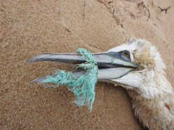 SEO/BirdLife advierte del efecto de la `basuraleza` marina en playas espa&ntilde;olas sobre gaviotas, cormoranes y alcatraces