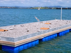 SEO/BirdLife censa casi 50 parejas reproductoras de charr&aacute;n com&uacute;n en la Bah&iacute;a de Santander