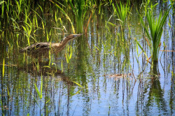 SEO/BirdLife cierra la campa&ntilde;a del Ave del A&ntilde;o 2024, centrada en el avetoro com&uacute;n y con el reto de conservar humedales