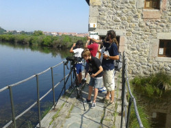 SEO/BirdLife ofrece hoy rutas ornitol&oacute;gicas por las marismas de Noja, Colindres y Astillero
