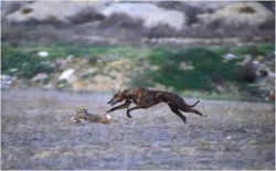 ¿Serán galgos o serán podencos?