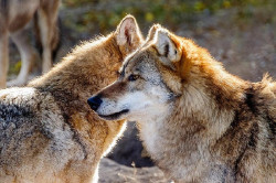 Solicitan suspensi&oacute;n de la caza y los controles de lobo en Cantabria y otras zonas afectadas por incendios forestales