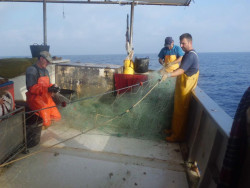  Sr. Revilla ¡eche el trasmallo en Cataluña!