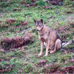 Suspendida cautelarmente la elaboraci&oacute;n del nuevo Plan del Lobo de Cantabria