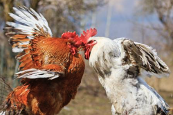 &iquest;Tenemos dos gobiernos?, por Jes&uacute;s Salamanca Alonso