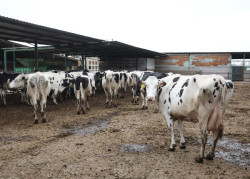 Torrelavega celebra el sábado el concurso de vacuno frisón y una feria de sabores de Cantabria