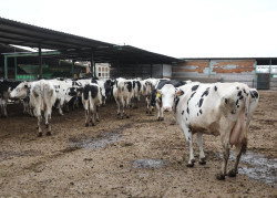 Torrelavega celebra este sábado el concurso de vacuno frisón y una feria de sabores de Cantabria