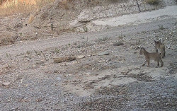 Tres cachorros de lince nacidos en Vélez-Rubio afianzan a Almería como núcleo emergente de reproducción en Andalucía