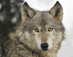 TSJC desestima suspender la extracción de lobos en Cantabria porque la situación de la especie "no es desfavorable"