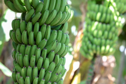 Un almidón presente en el plátano, avena, pasta o guisantes puede prevenir la aparición del cáncer