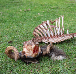 Un carnero se despeña y continúa el ciclo de la vida por Carlos Magdalena