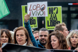Un centenar de organizaciones se manifiestan este domingo en Madrid para exigir protecci&oacute;n estricta del lobo ib&eacute;rico