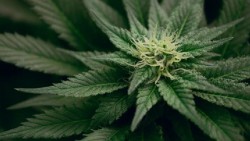 Un fármaco se muestra prometedor para tratar la adicción al cannabis, según un estudio