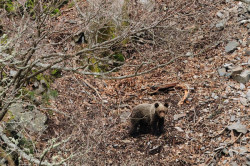  Un oso joven habituado se pasea por Campoo de Suso y urge ahuyentarlo 