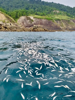 Un pesquero c&aacute;ntabro, presunto responsable del descarte ilegal de una tonelada de pescado en aguas de San Sebasti&aacute;n