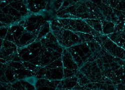 Un sensor biol&oacute;gico revela c&oacute;mo funciona una prote&iacute;na clave para la memoria y el coraz&oacute;n