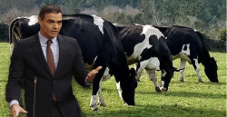 Una cuestión láctea de supervivencia, el precio de la leche. Por Pedro Arce