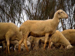 Una onda cerebral compartida con las ovejas podr&iacute;a ayudar a estudiar trastornos cerebrales humanos