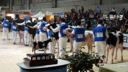 Una veintena de ejemplares cántabros de frisón de alta genética competirán en la feria Abanca Cimag-Gand, en Galicia