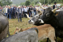 Unas 1.300 reses se dan cita en la Feria de Liérganes tras dos años sin celebrase por la enfermedad hemorrágica