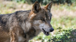 Uni&oacute;n de Uniones critica el "mutismo" de MITECO con el lobo: "Aagesen ha tenido tiempo para ponerse al d&iacute;a"
